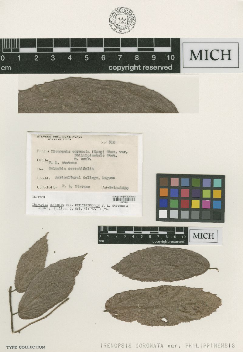 Irenopsis coronata var. philippinensis image