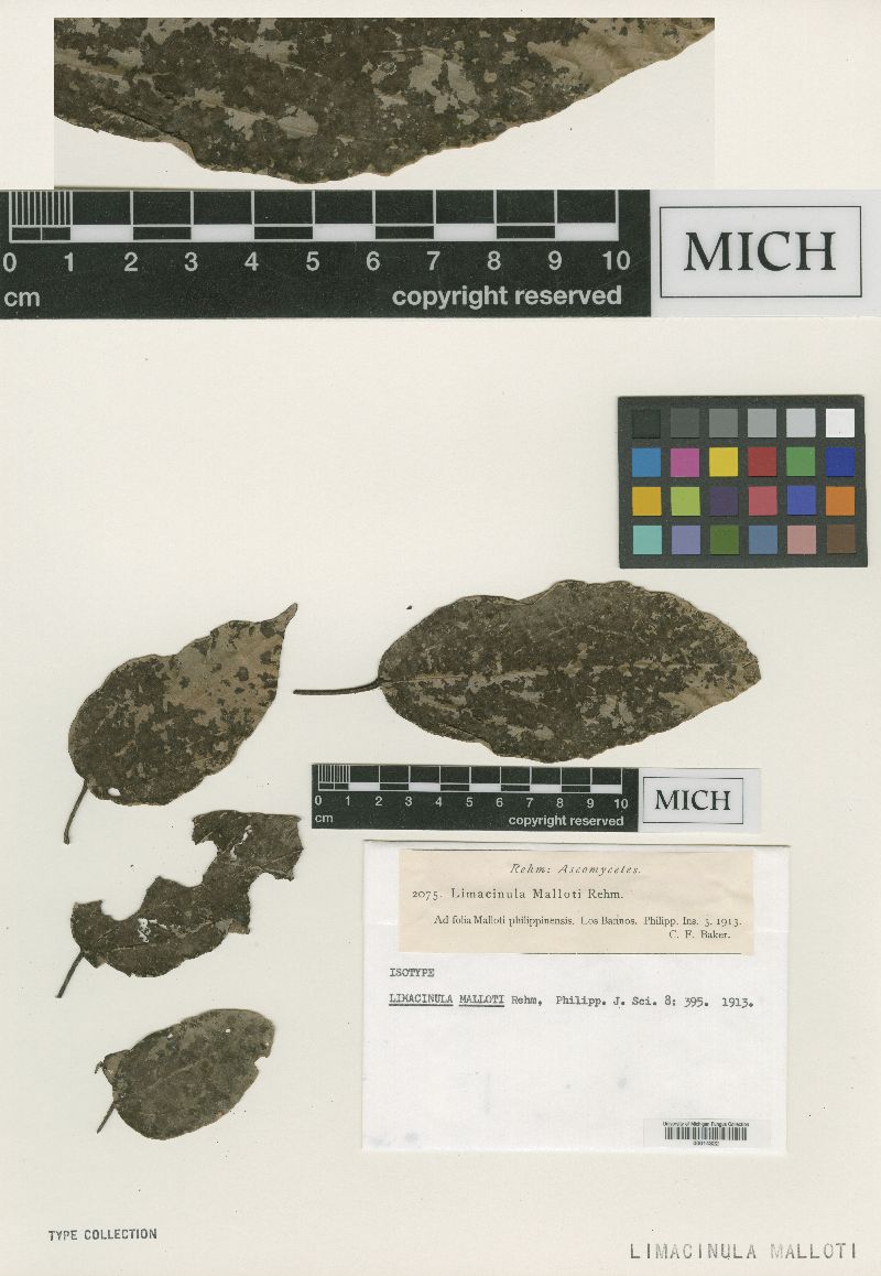 Limacinula malloti image