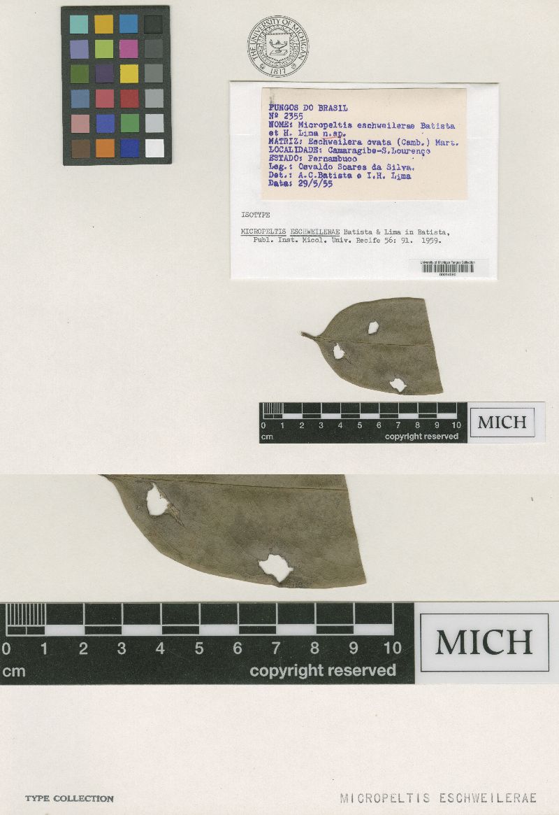 Micropeltis eschweilerae image
