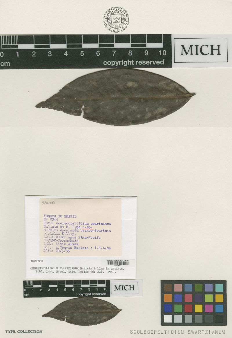 Scolecopeltidium swartzianum image