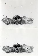 Sarcosphaera amplissima image