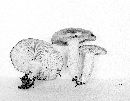 Lactarius circellatus var. borealis image