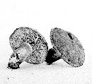 Lactarius deliciosus var. areolatus image
