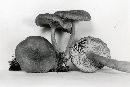 Lactarius glyciosmus image