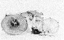 Lactarius mucidus image