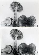 Pholiota verna image