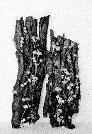 Mycena madronicola image