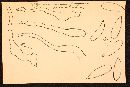 Hemimycena mauretanica image