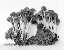 Psathyrella circellatipes image
