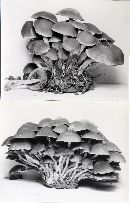 Psathyrella piluliformis image