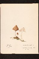 Psathyrella spadiceogrisea image