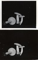 Hygrophorus flavodiscus image