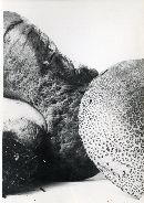 Boletus calopus image