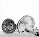Lactarius subpalustris image