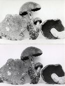Boletus vermiculosus image