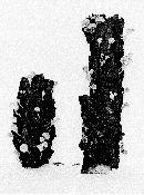Mycena corticola image