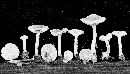 Meottomyces mutans image