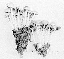 Psathyrella multipedata image