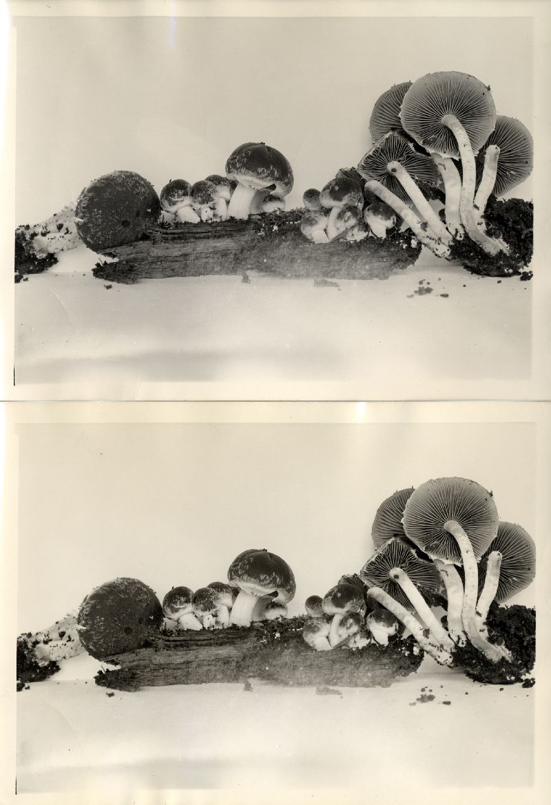 Psathyrella paradoxa image