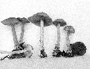 Mycena pelianthina image