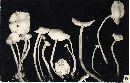 Mycena roseocandida image