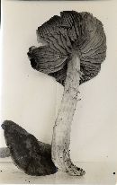 Mycena rutilantiformis image