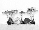 Mycena scabripes image