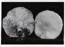 Clitocybe graveolens image