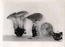 Cleistocybe gomphidioides image