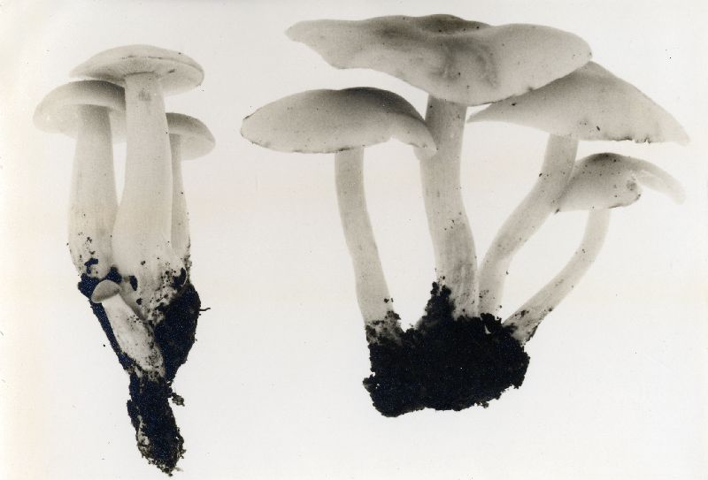 Clitocybe multiformis image