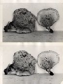 Hygrophoropsis olida image