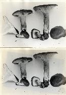 Hygrophorus camarophyllus image