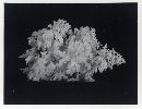 Hericium abietis image