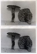 Hydnum scabrosum image