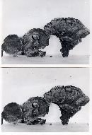 Sarcodon fuscoindicus image