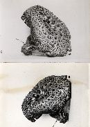 Sarcodon imbricatus image