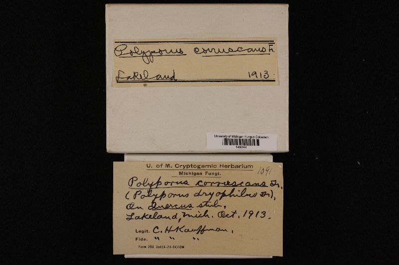 Polyporus coruscans image