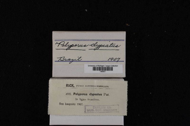 Polyporus clypeatus image