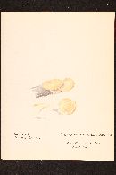 Polyporus craterellus image