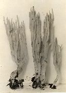 Clavaria globospora image