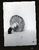 Armillaria luteovirens image