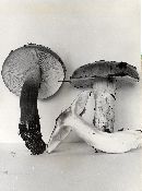 Tricholoma albobrunneum image