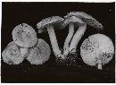 Tricholoma argyraceum image