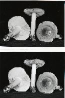 Tricholoma leucophyllum image