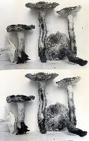 Tricholoma transmutans image