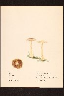 Agaricus diminutivus image