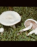 Agaricus solidipes image
