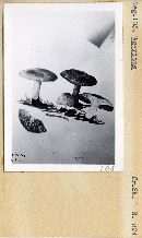 Agaricus solidipes image