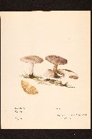 Image of Agaricus solidipes