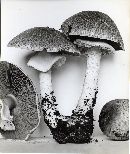 Agaricus subrufescens image